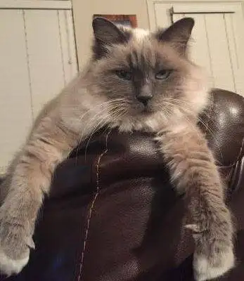 purebred-birman-cat-for-adoption-san-antonio-5