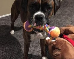 Purebred boxer for adoption in seattle 2