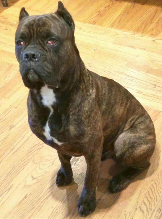 Adopted Lambo Purebred Cane Corso San Jose Ca