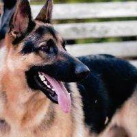 Purebred German Shepherd For Adoption In Houston