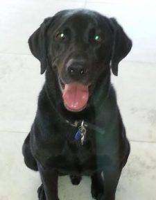 ADOPTED Devoted Milo – Purebred Labrador Retriever, 8,  New Orleans Louisiana