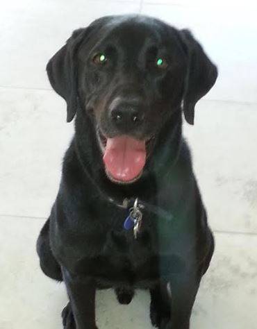 ADOPTED Devoted Milo – Purebred Labrador Retriever, 8,  New Orleans Louisiana
