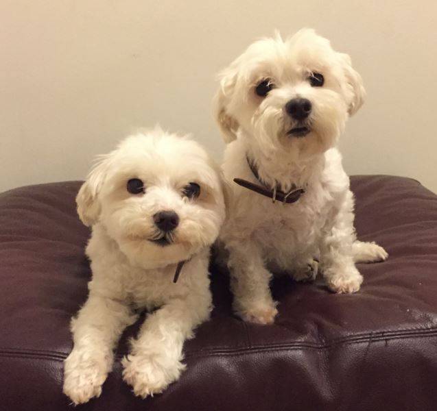 Purebred Maltese Dogs For Adoption in Burke VA