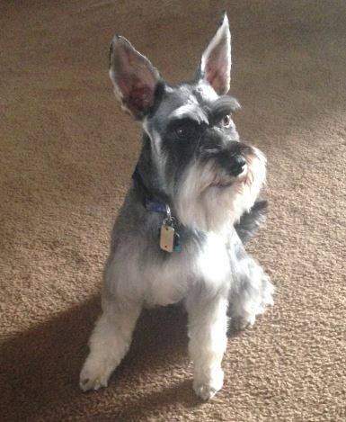 purebred Miniature Schnauzer For Adoption in Shalimar Florida