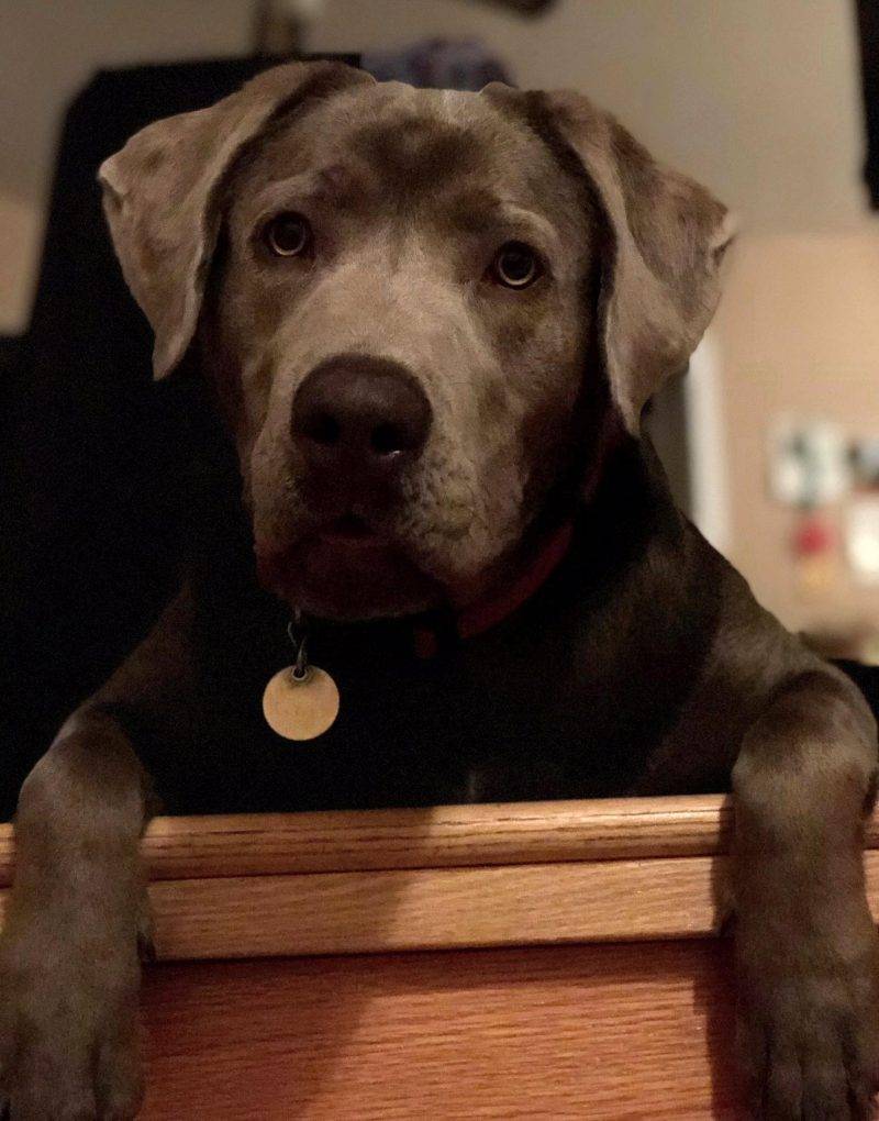 Yellow Labrador Retriever Chow Chow Mix Dog For Adoption Baltimore MD