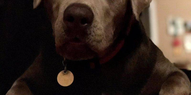 Pyper - Silver Labrador Retriever For Adoption Edmonton AB