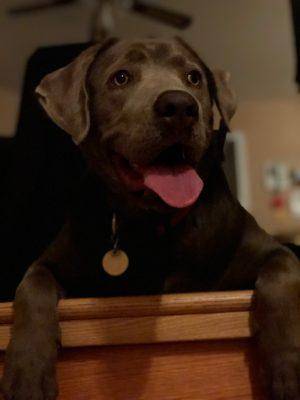 Pyper - silver labrador retriever for adoption edmonton ab