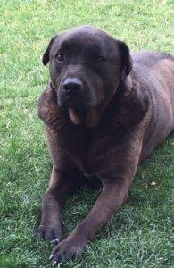 Quinn - labrador retriever mix dog for adoption in arizona 2