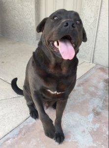 Quinn - labrador retriever mix dog for adoption in arizona 2