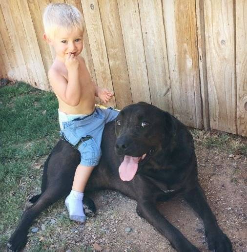 Quinn - Labrador Retriever Mix Dog For Adoption in Arizona 2