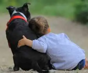 REHOME A DOG OR PUPPY