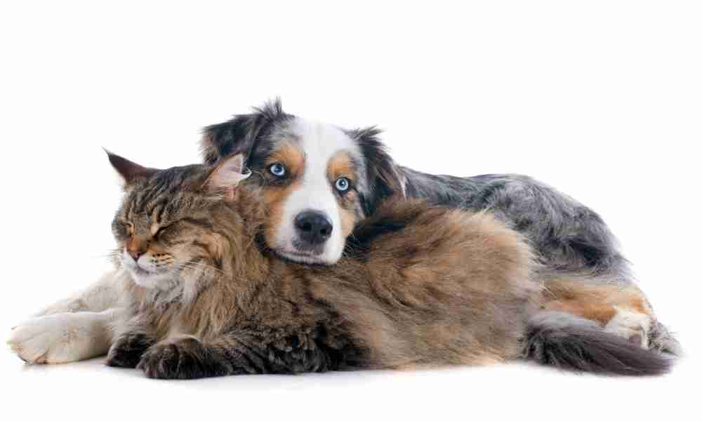 Pet Rehoming Services Packages