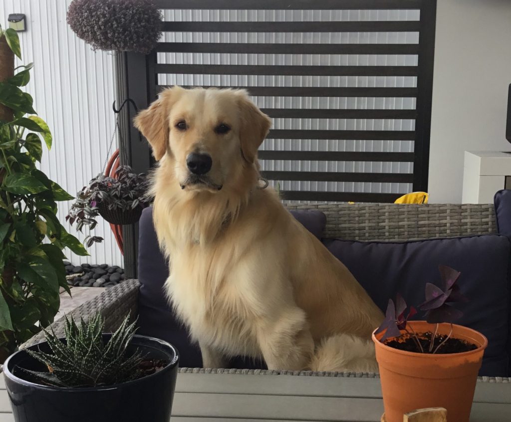 Photo Golden Retriever for Adoption in Miami (Florida City) FL – Meet Rex