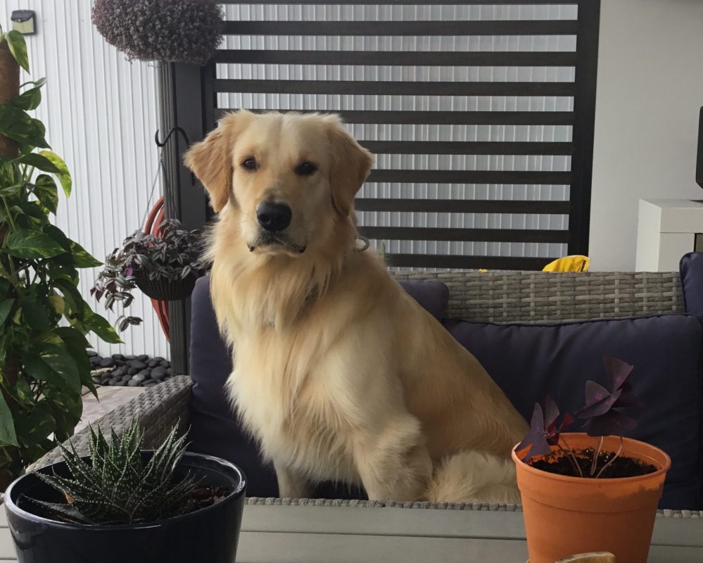 Golden Retriever for Adoption in Miami (Florida City) FL – Meet Rex