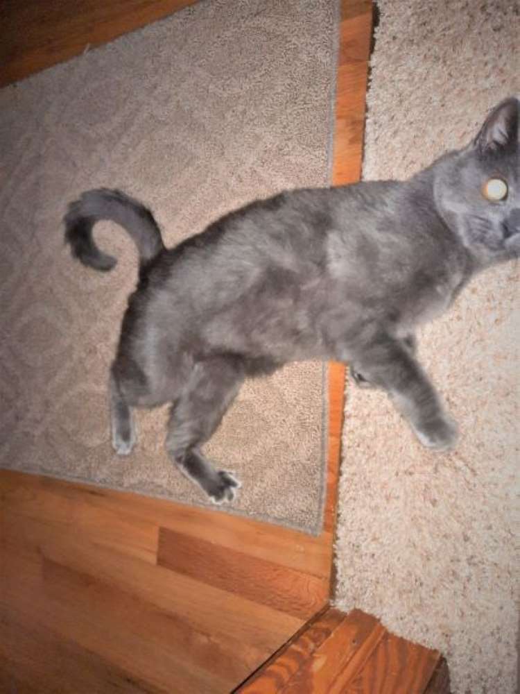 Russian blue cat for adoption in pikeville nc - supplies included - adopt rocko