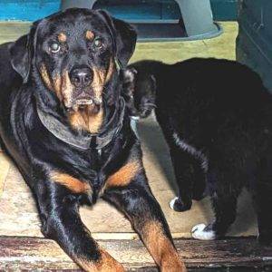 Rottweiler for adoption - malcolm likes cats - new york new york