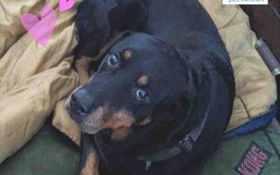 Obedience Trained Rottweiler For Adoption in New York NY – Supplies Included – Adopt Malcolm Cooper