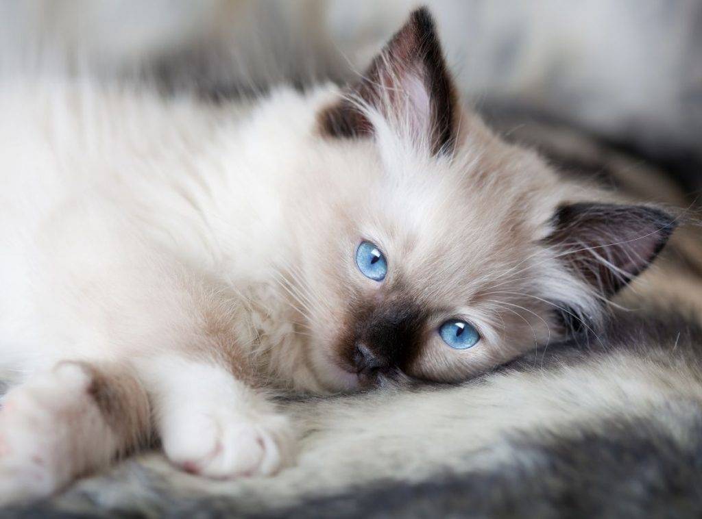 Photo of a Ragdoll Kitten