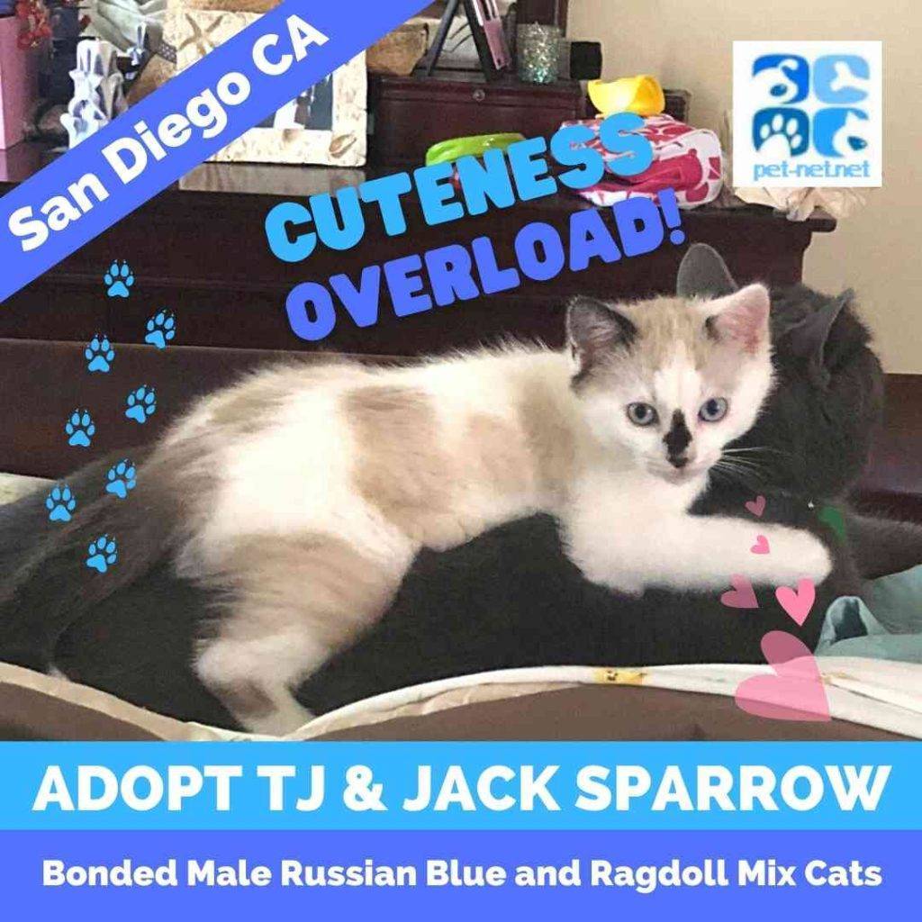 Ragdoll Mix and Russian Blue Mix Cats Adoption San Diego CA 1