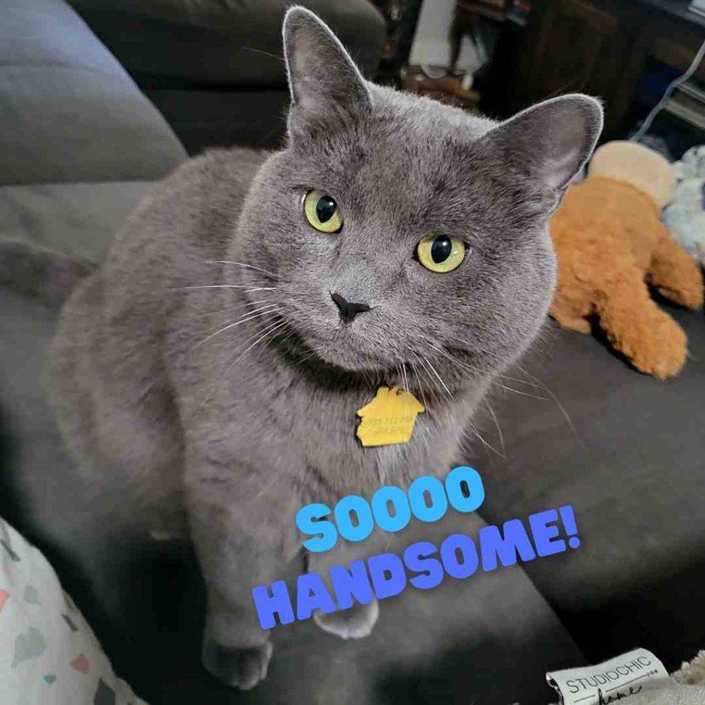 Russian Blue Mix Cat Adoption San Diego CA 1