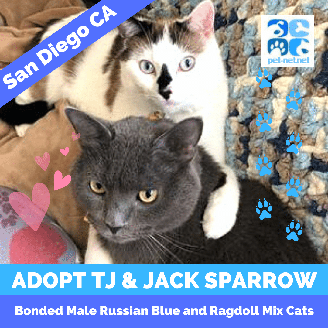 Dana point cat adoptions adoptable pet listings