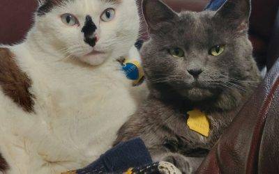 Bonded ragdoll and russian blue mix cats for adoption in san diego ca – supplies included – adopt tj & jack