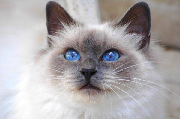 Ragdoll Cats For Adoption Near You – Ragdoll Cat Rehoming – Adopt a Ragdoll Cat or Kitten