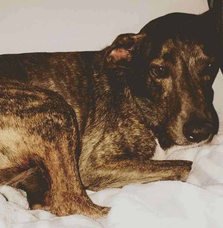 Raindrop - bull terrier whippet mix dog for adoption jacksonville florida