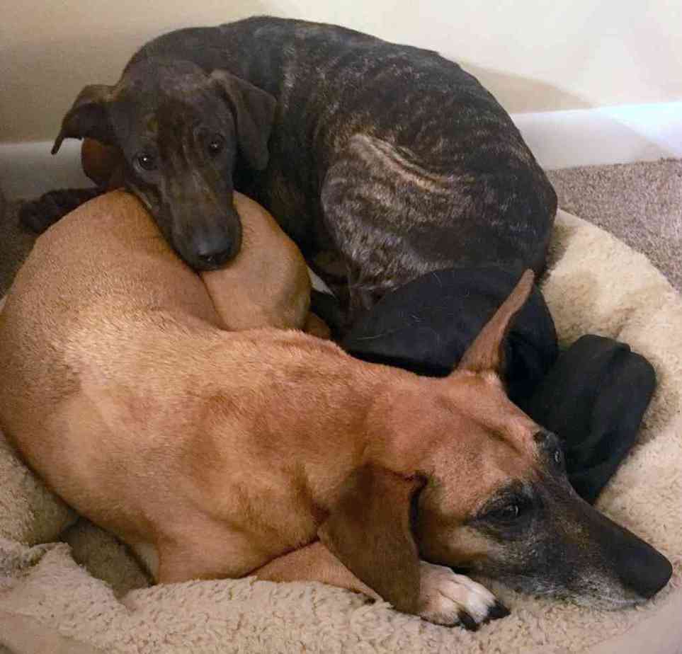 Raindrop - bull terrier whippet mix dog for adoption jacksonville florida