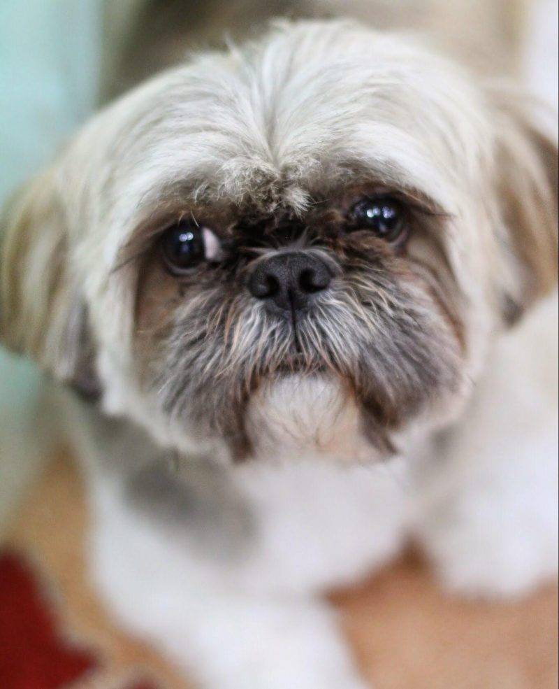 Ralf Bichon Frise Shih Tzu Dog For Adoption in Atlanta GA 3 e1500830631450