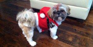 Zuchon shichon teddy bear dog rehoming adoption