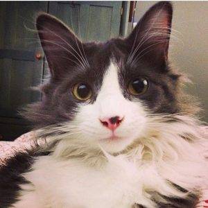 Adopted – gorgeous 3 yo male ragdoll maine coon mix cat in long beach ca