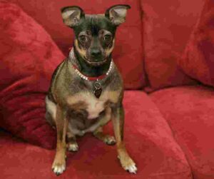 Cute rat chi dog looks very elegant in a red velvet couch.