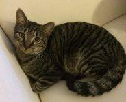 Rebel Dark Tabby Cat For Adoption In Austin TX