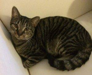 Tabby cat for adoption in austin texas – supplies included – adopt rebel the grey tabby