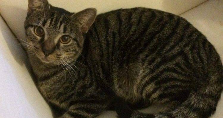 Tabby Cat For Adoption In Austin Texas – Supplies Included – Adopt Rebel The Grey Tabby