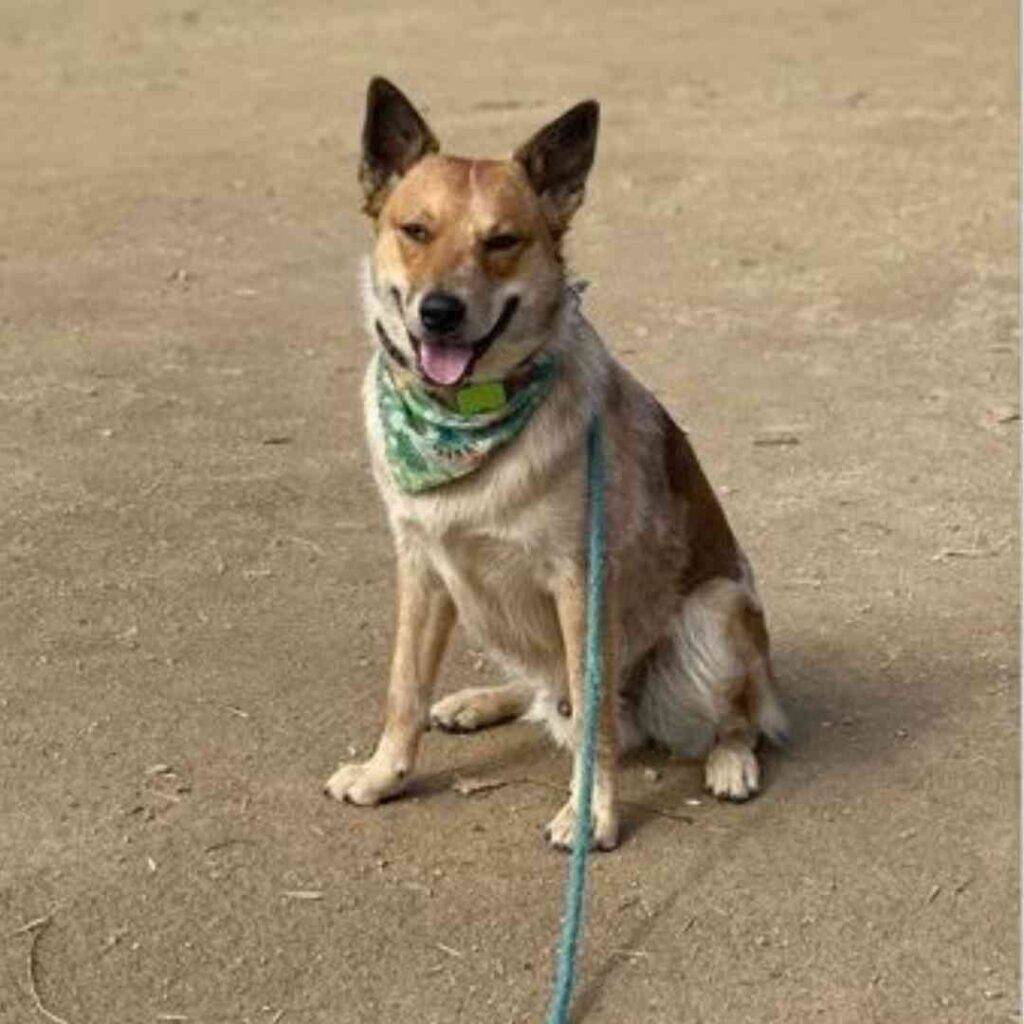 Red heeler mix adoption san jose ca rebel 1 (5)