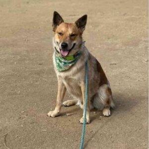 Australian cattle dog mix for adoption in san jose ca – supplies included – adopt rebel