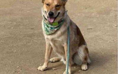Australian cattle dog mix for adoption in san jose ca – supplies included – adopt rebel