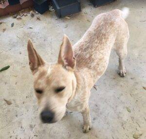 Sweet red heeler australian cattle dog for adoption in san antonio – supplies included – adopt mary sunshine