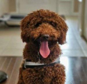 Photo Red moyen poodle adoption london ontario