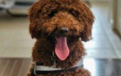 Red Moyen Poodle Puppy For Adoption in London Ontario – Supplies Included – Adopt Rupert