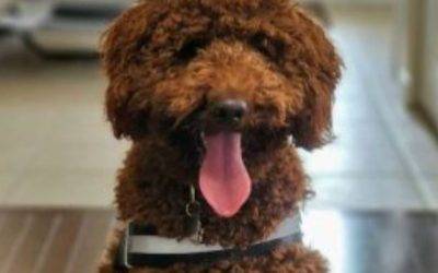 Red moyen poodle puppy for adoption in london ontario – supplies included – adopt rupert