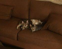 Reese and twix - bengal cats for adoption in oak park ca