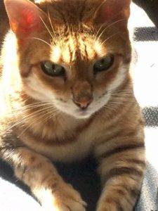 Bengal cats for adoption near los angeles – adopt bengal cats in oak park ca