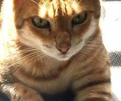 Reese and twix - bengal cats for adoption in oak park ca