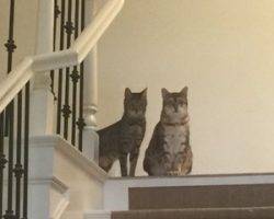 Reese and twix - bengal cats for adoption in oak park ca