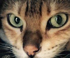 Reese and twix - bengal cats for adoption in oak park ca