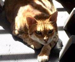 Reese and twix - bengal cats for adoption in oak park ca
