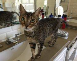 Reese and twix - bengal cats for adoption in oak park ca